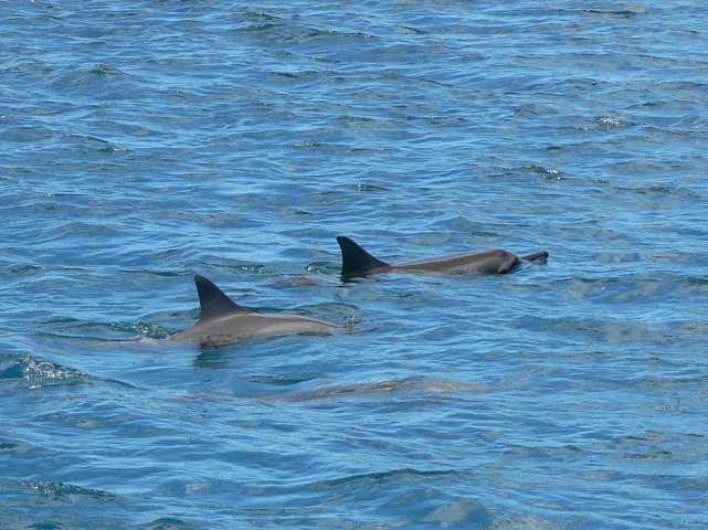 06- Des dauphins nous attendaient dans la passe 